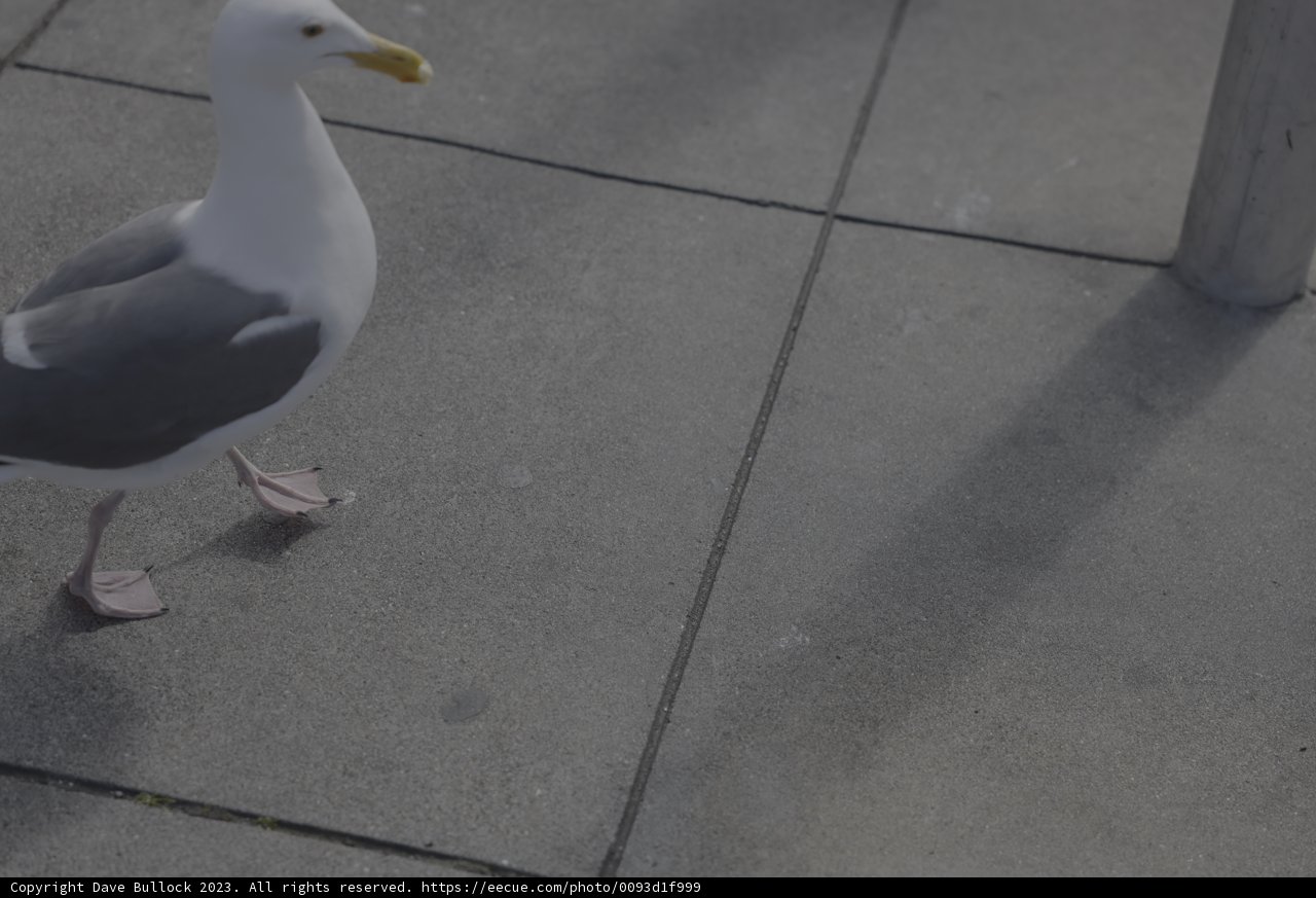 Sidewalk Seagull