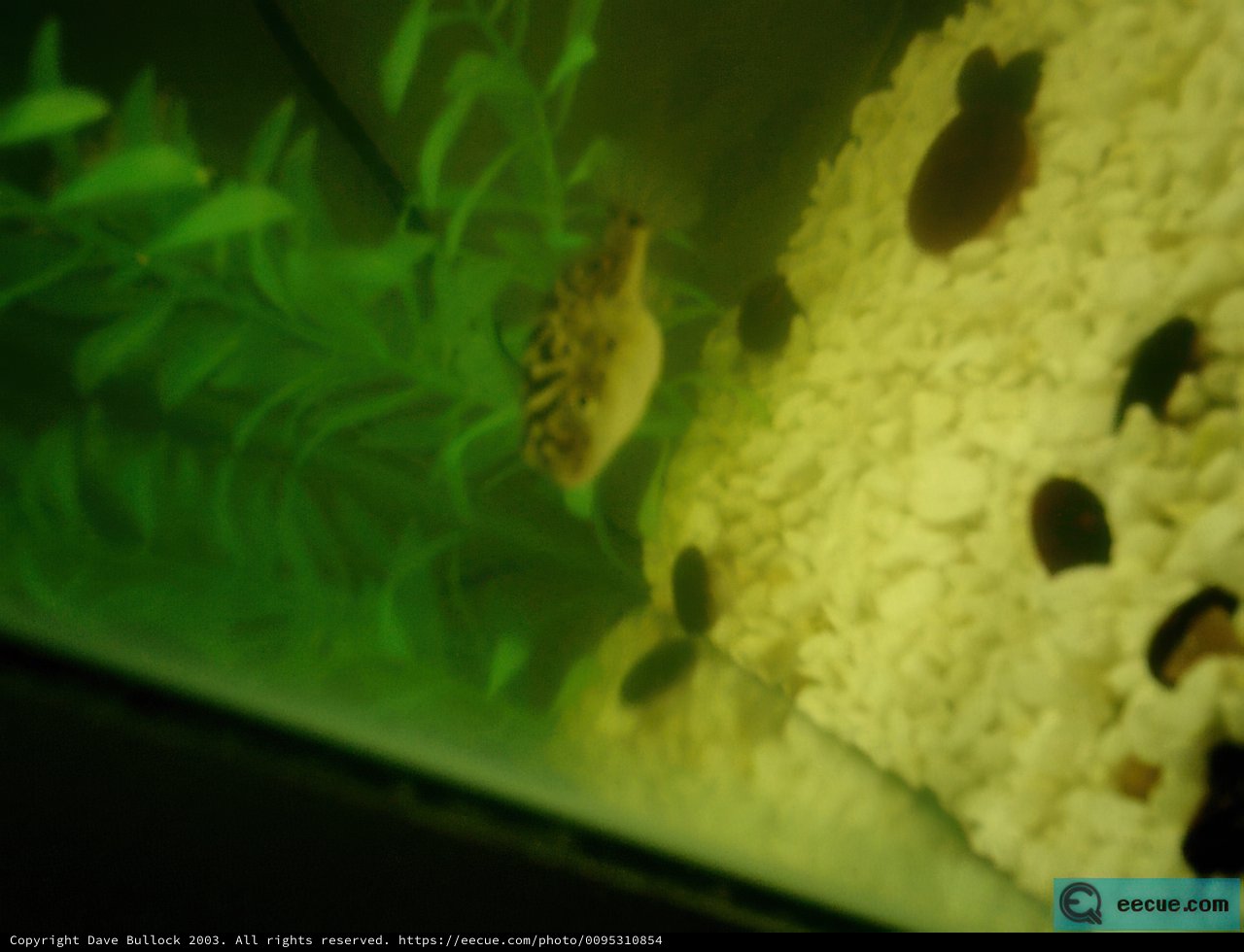 Aquatic Life in a Fish Tank