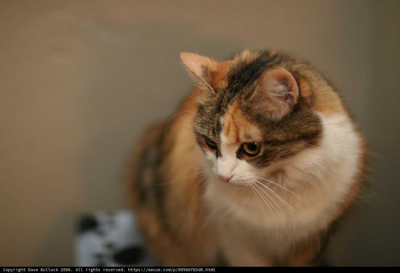 A Feline Observer