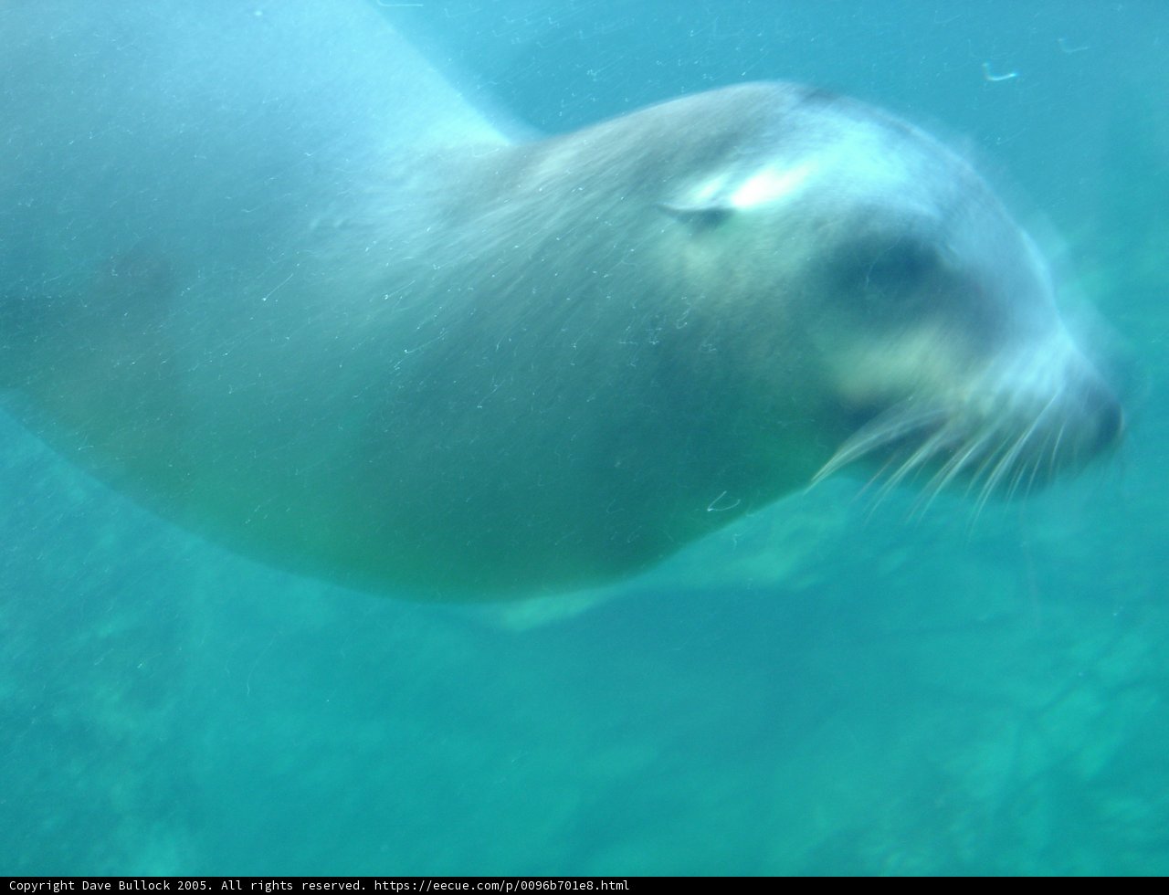 Playful Sea Lion