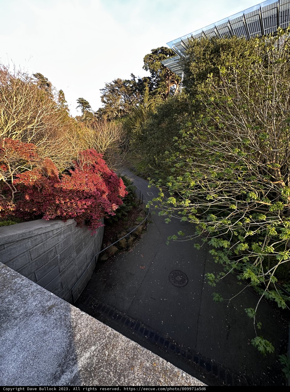 Serene Garden Pathway in Golden Gate Park