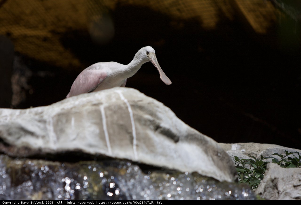Standing Tall on the Rock