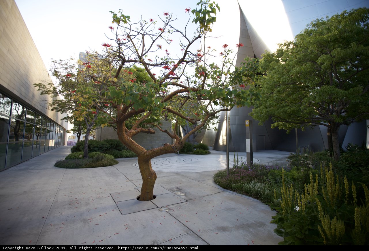 Red Flowered Tree in Courtyard