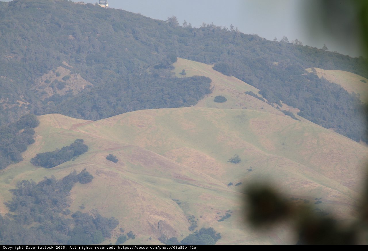 Rolling Golden Hills with Scattered Oak Trees
