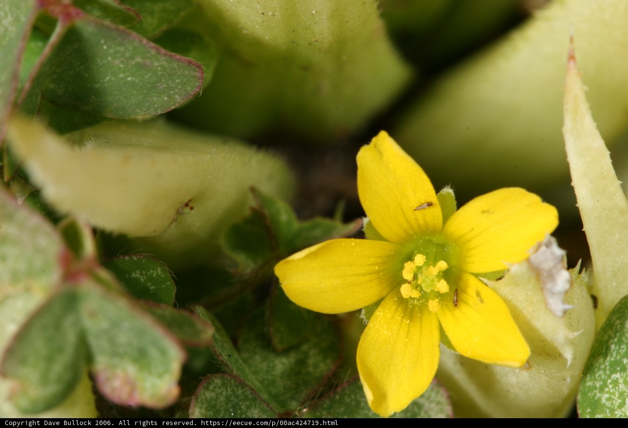 Sunny Bloom