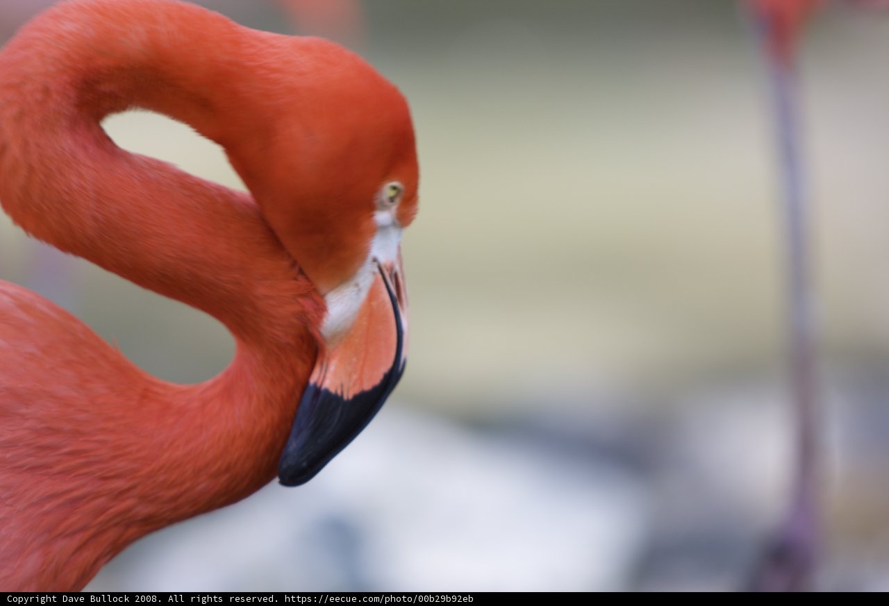 Flamboyant Flamingo Feathers