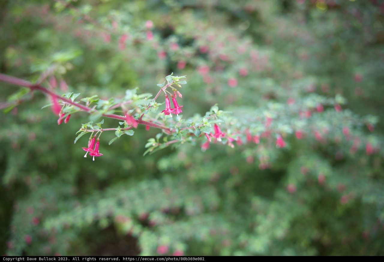 Pink Blossoms at the San Francisco Botanical Garden