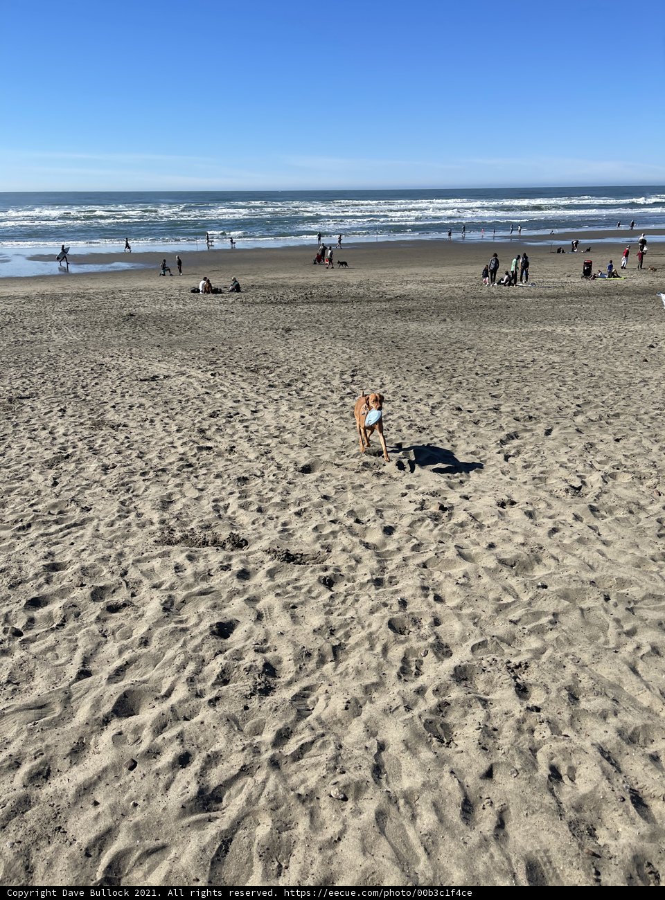 Running Free on Ocean Beach