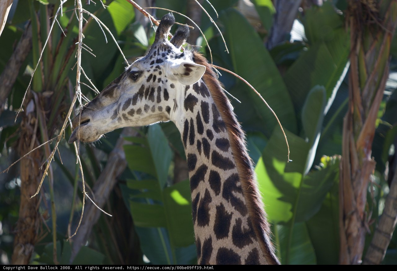 Snack Time: A Giraffe Enjoying Some Foliage