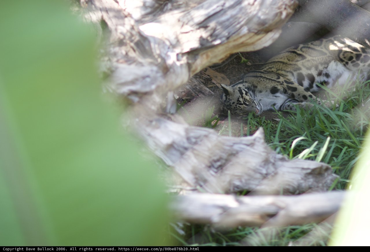 Relaxing Leopard in the Grass
