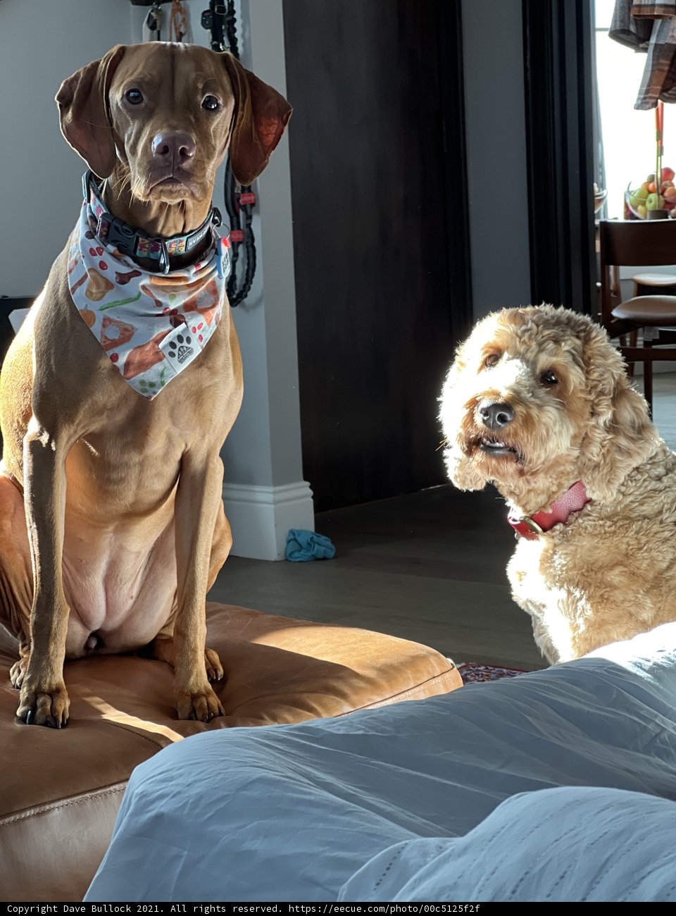 Furry Canine Companions on Cozy Couch