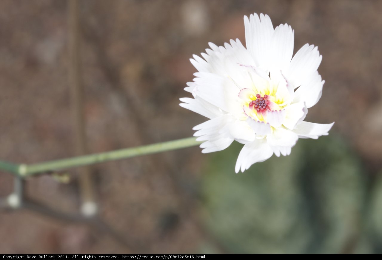 A White Daisy in a Sunny Field