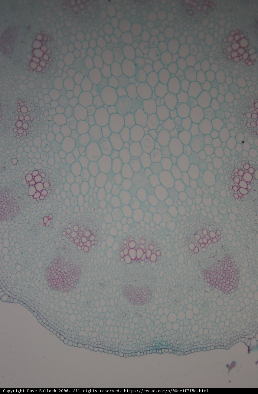 Vibrant Plant Cell