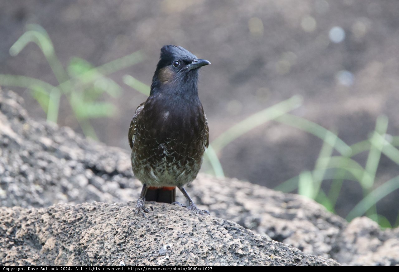 Majestic Gaze: A Finch at the Honolulu Zoo