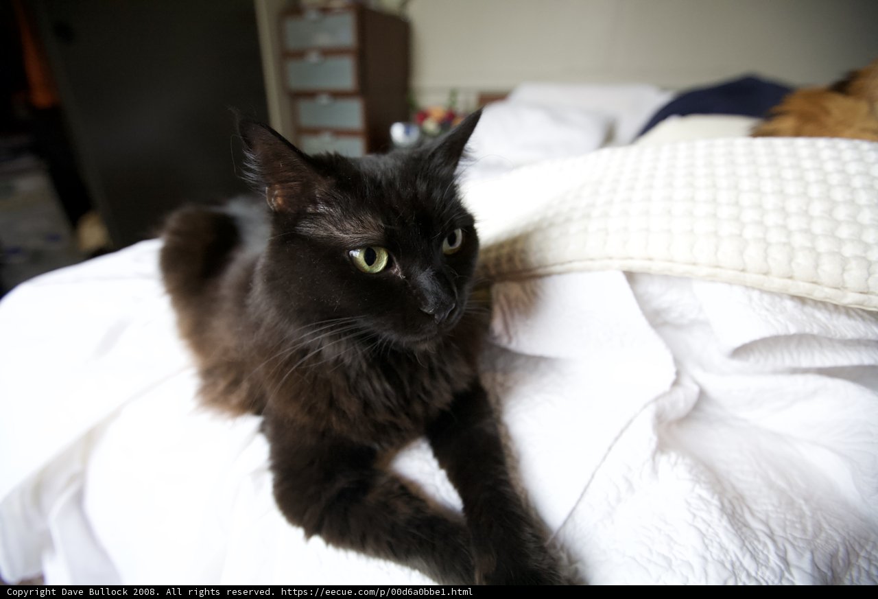 Cozy Cat
