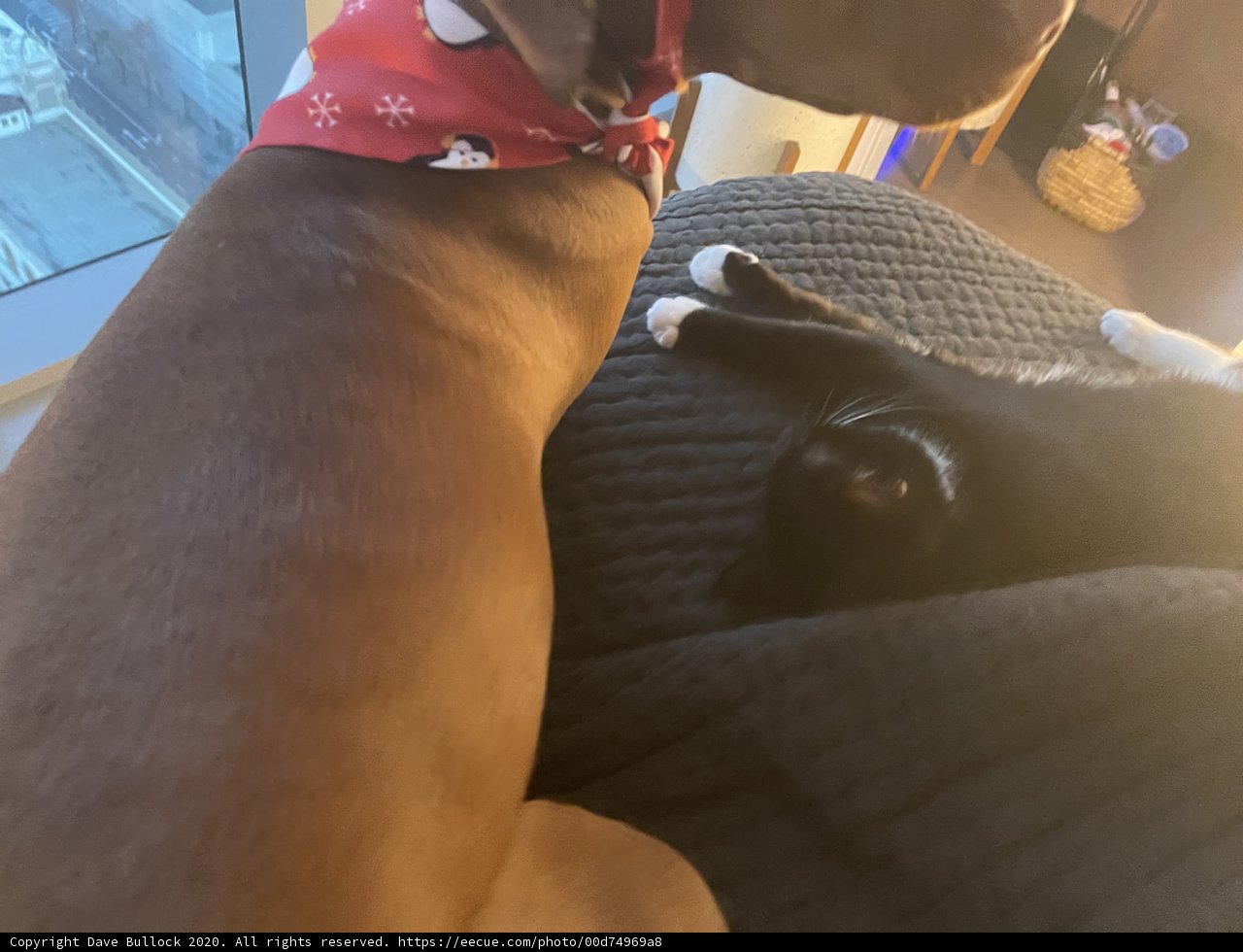Furry Friends on the Couch