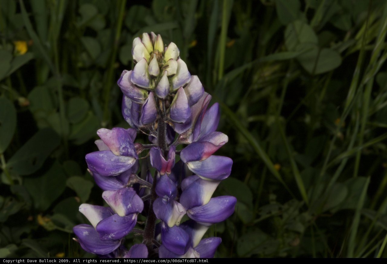 A Beautiful Lupine Flower in a Field
