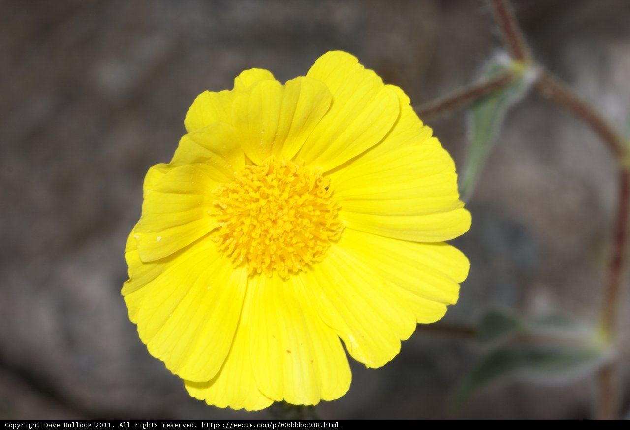 Sunny Blooms