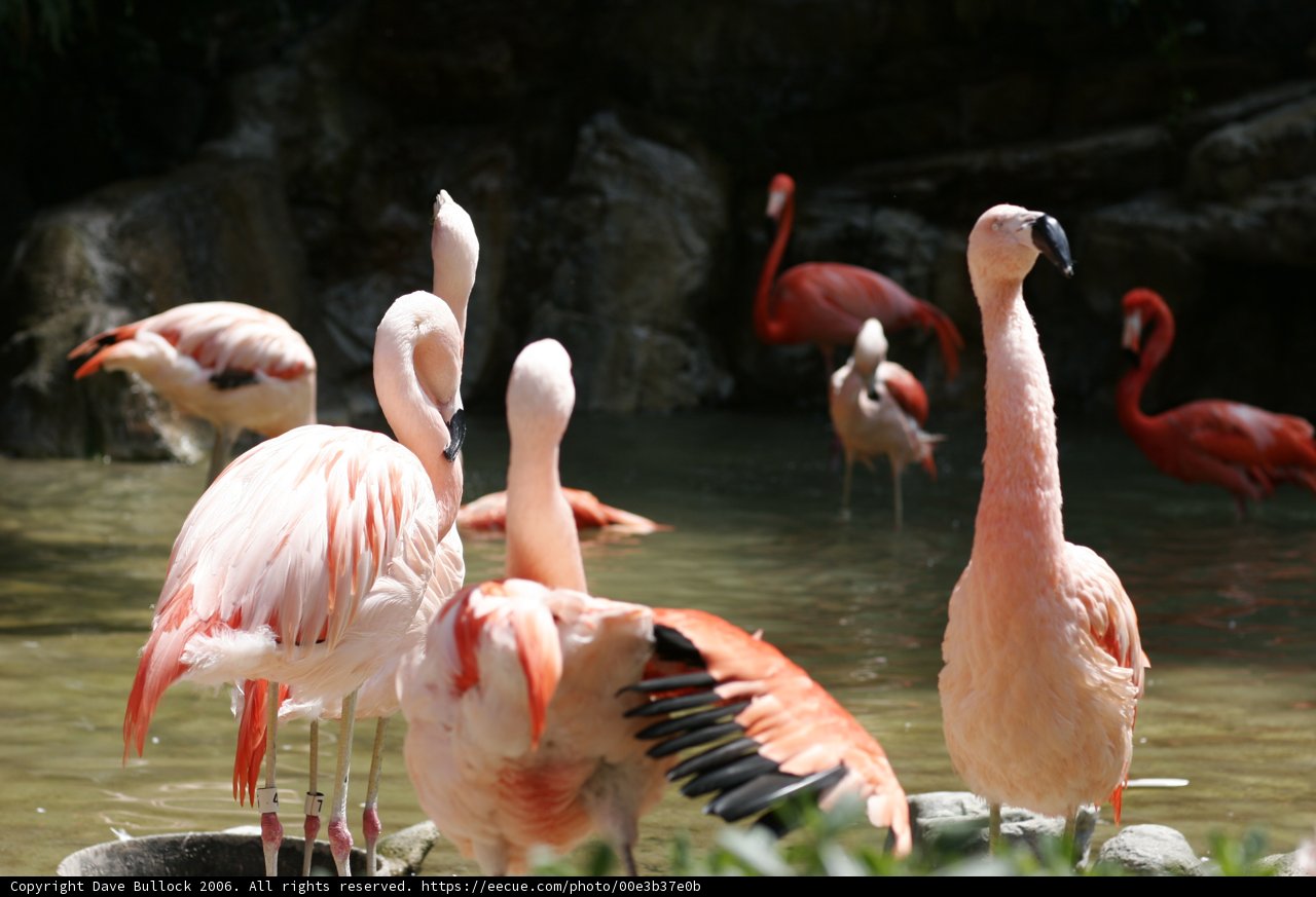 Flock of Flamingos near the rocks
