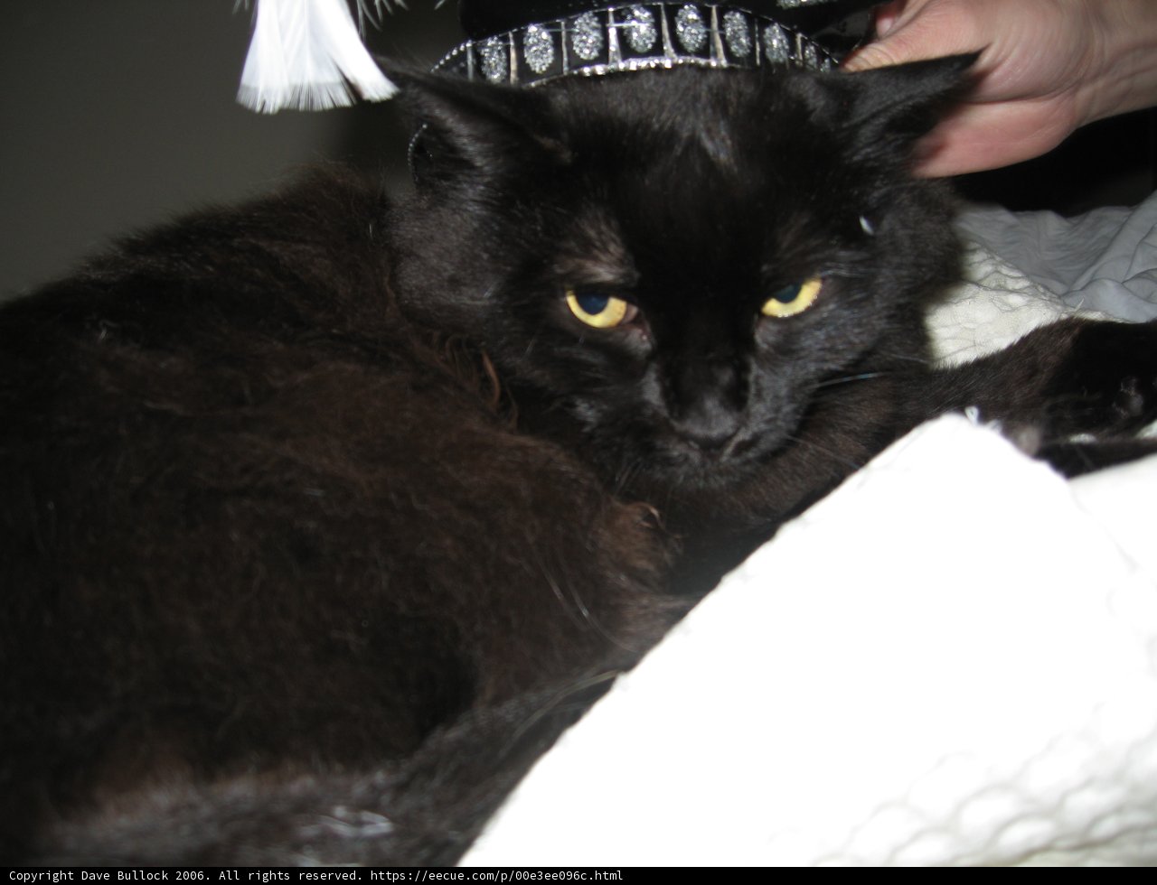 The Sophisticated Feline