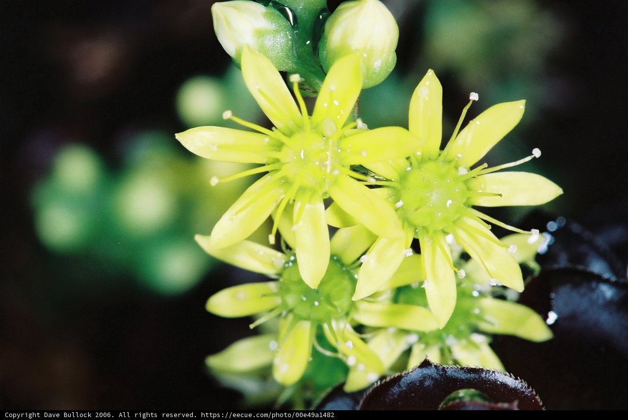 Sunshine in the Garden
