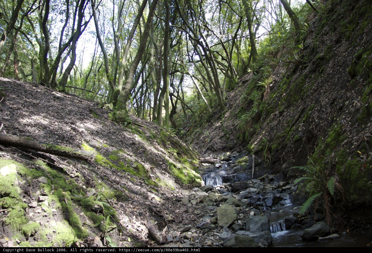Serene Stream in Lush Forest