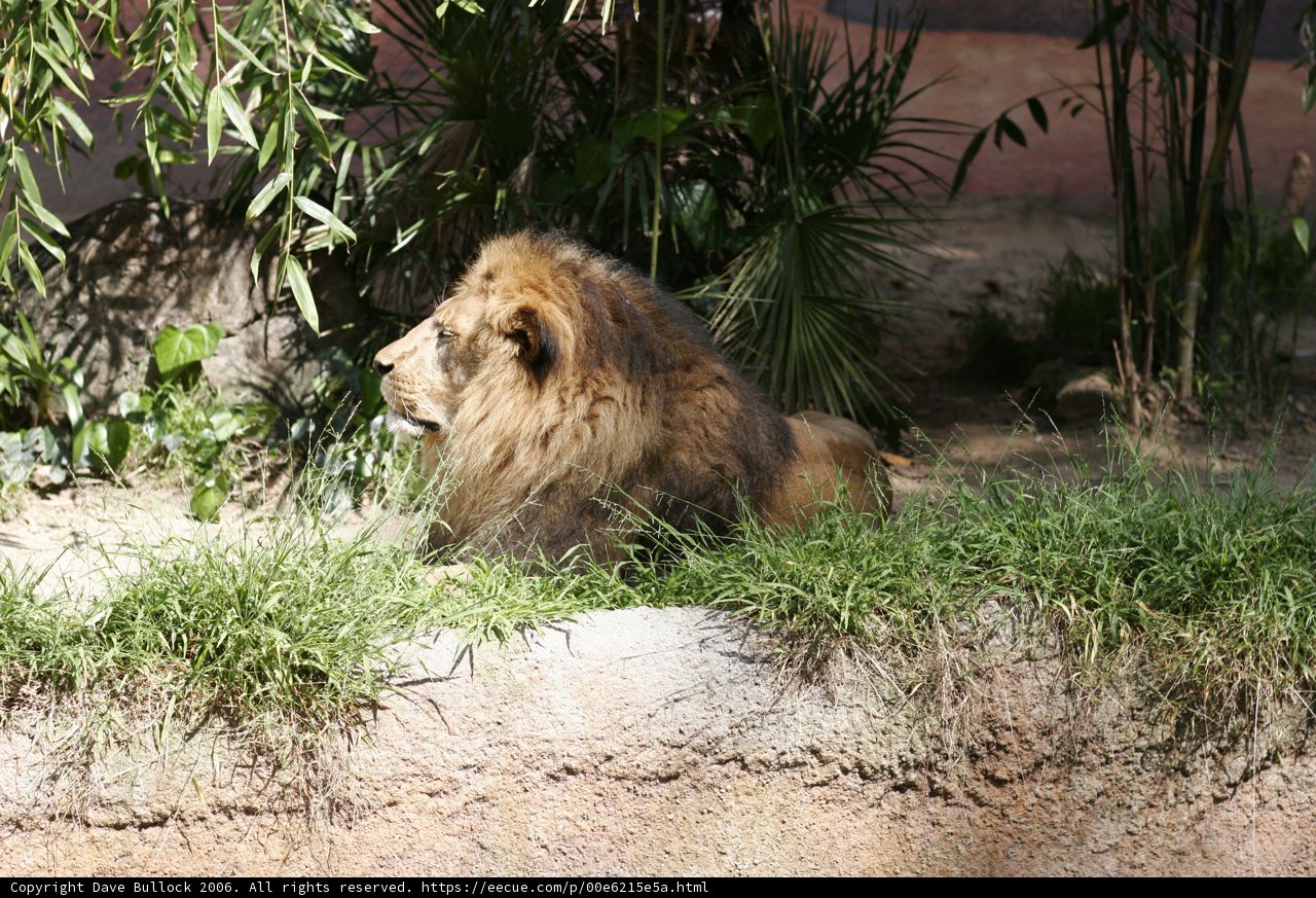 King of the Grass