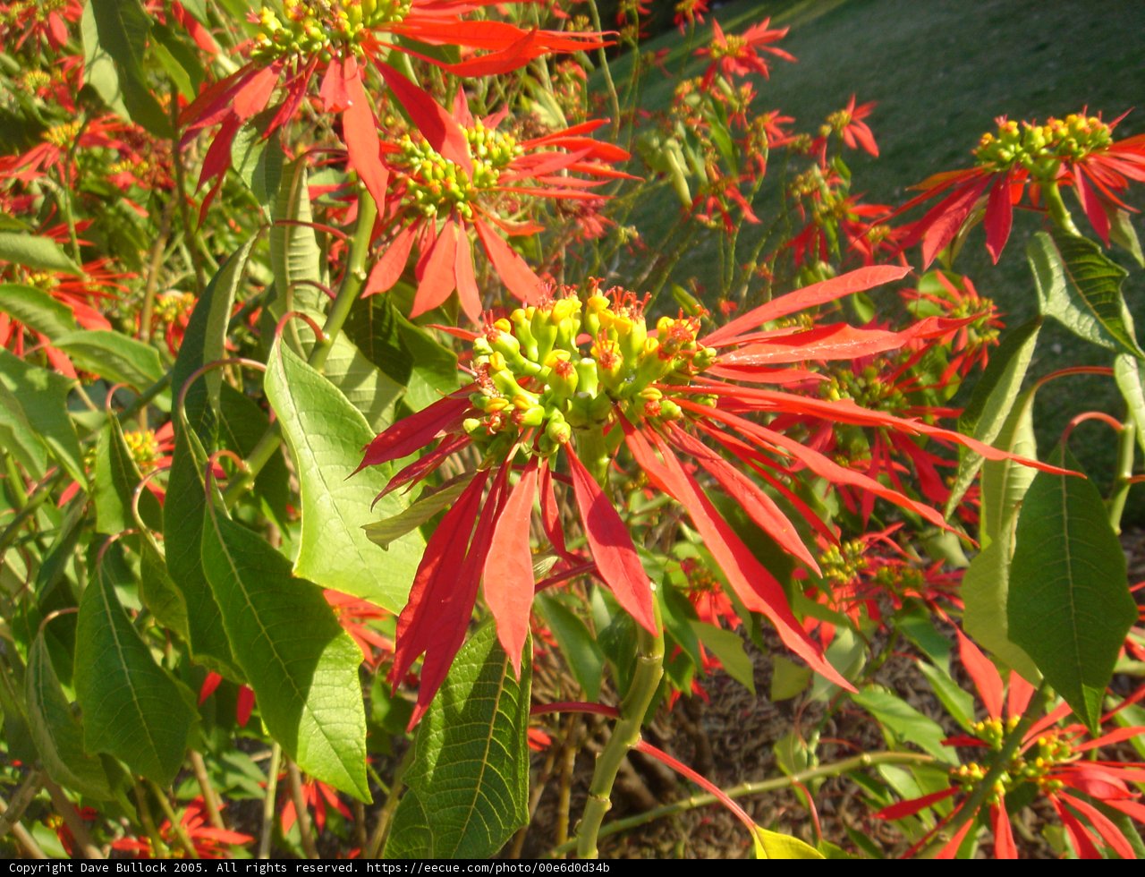 Vibrant Red Acanthaceae Flower with Yellow Centers