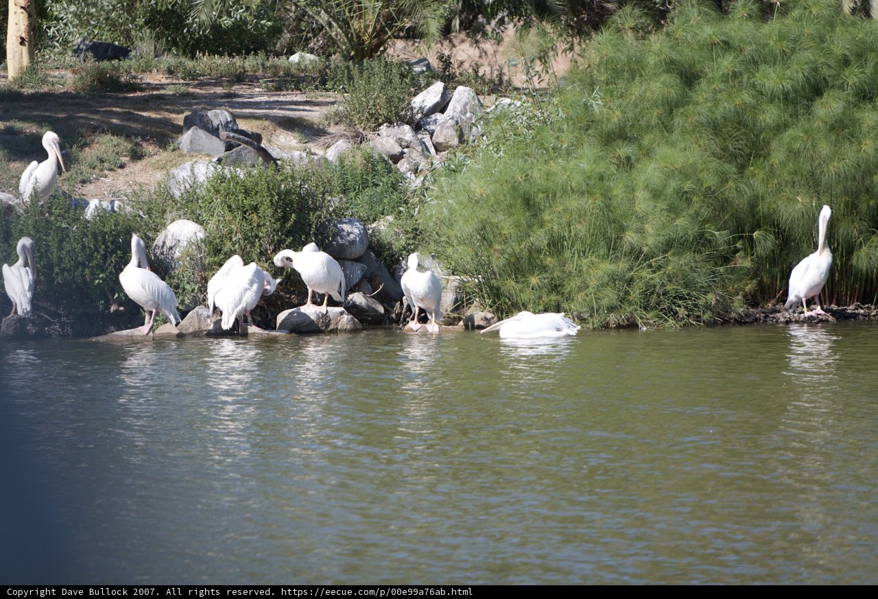 Waterside Gathering