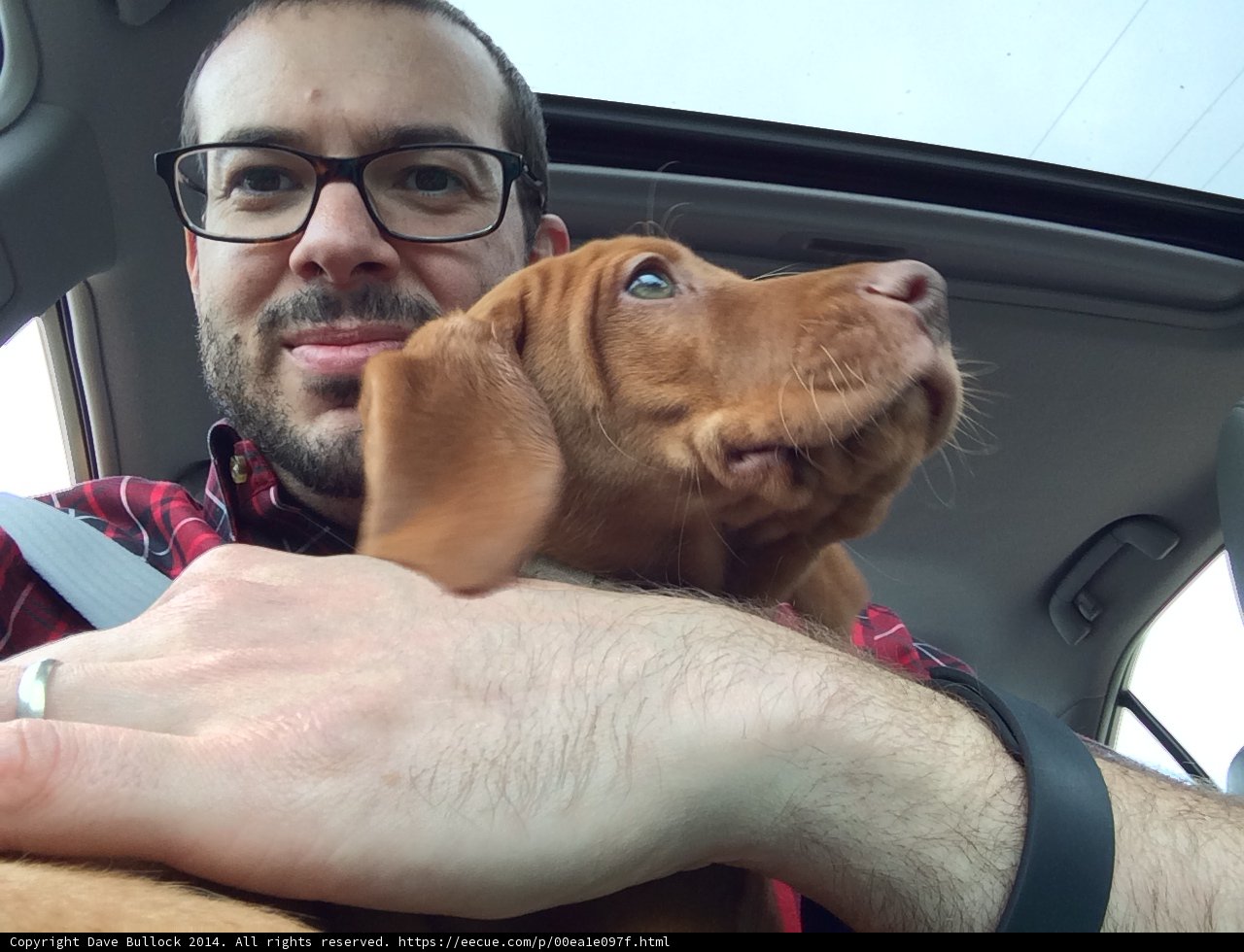 Man and his furry friend on a scenic drive
