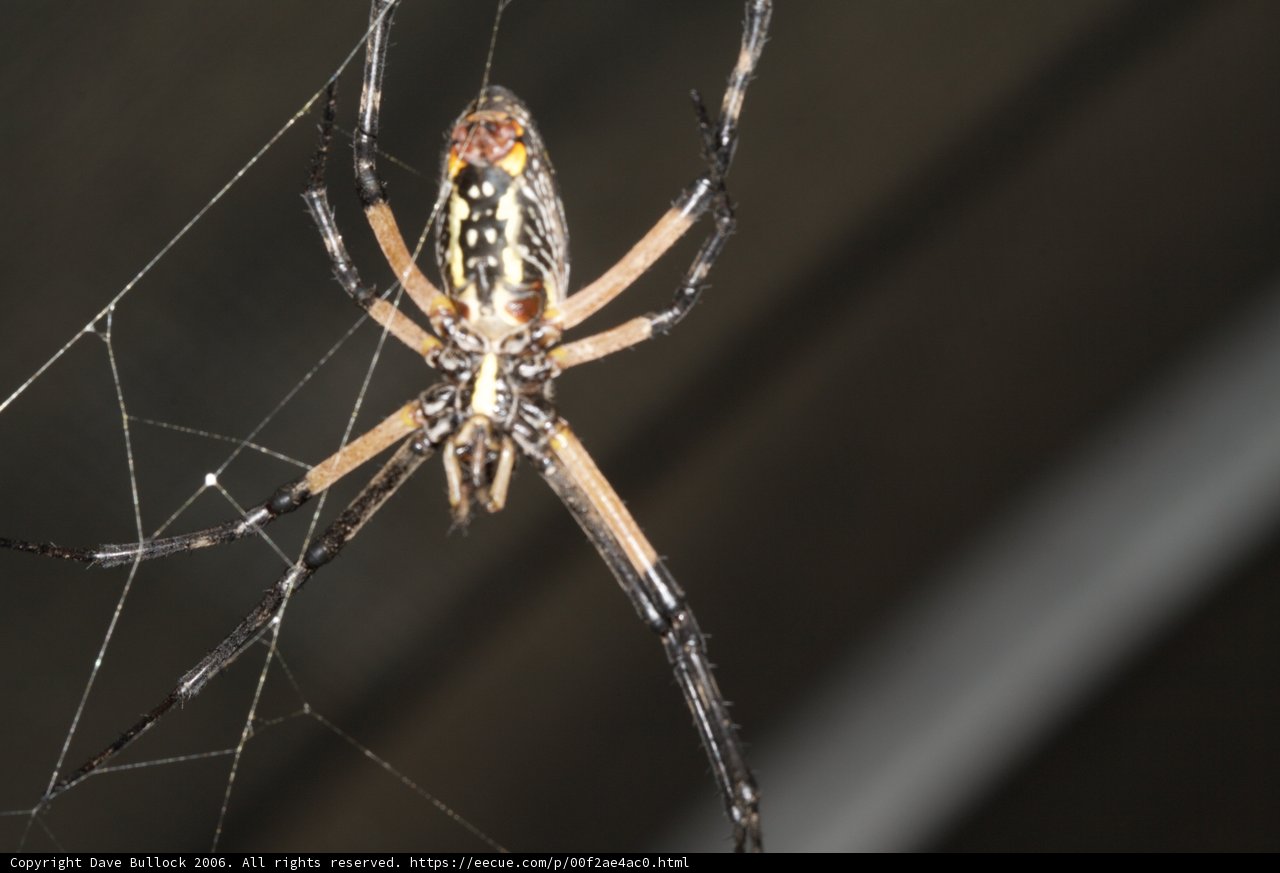 Garden Spider in Black and White