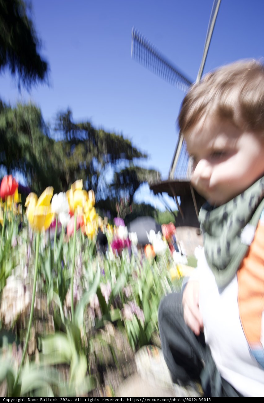 Spring Blossoms and Childhood Wonders