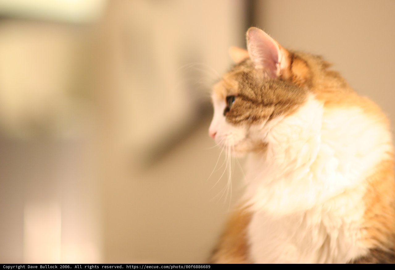 Contemplative Feline