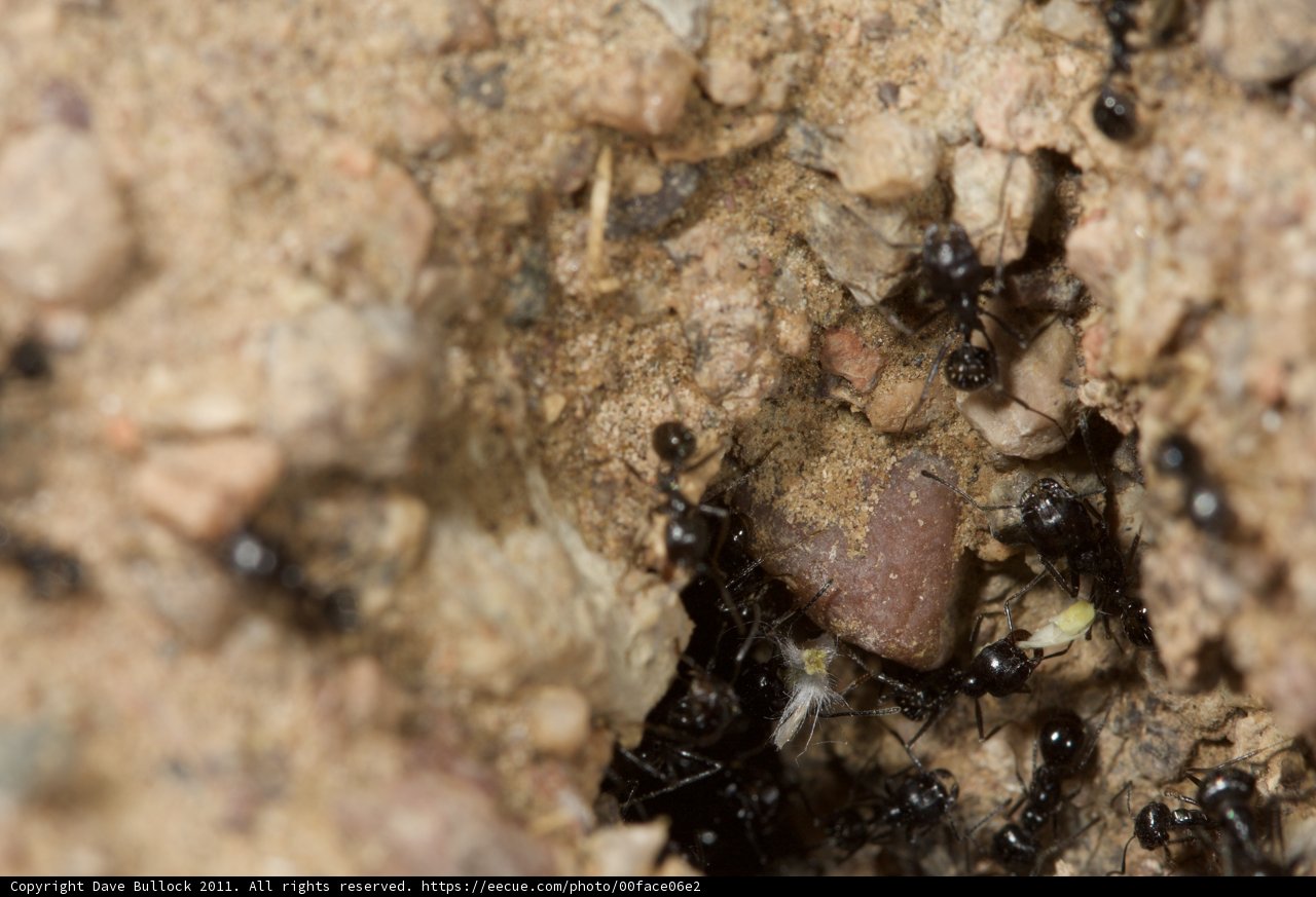 Busy Ants on the Move