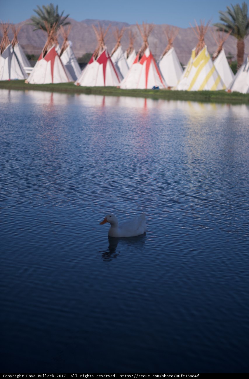 Quackin' It at Coachella