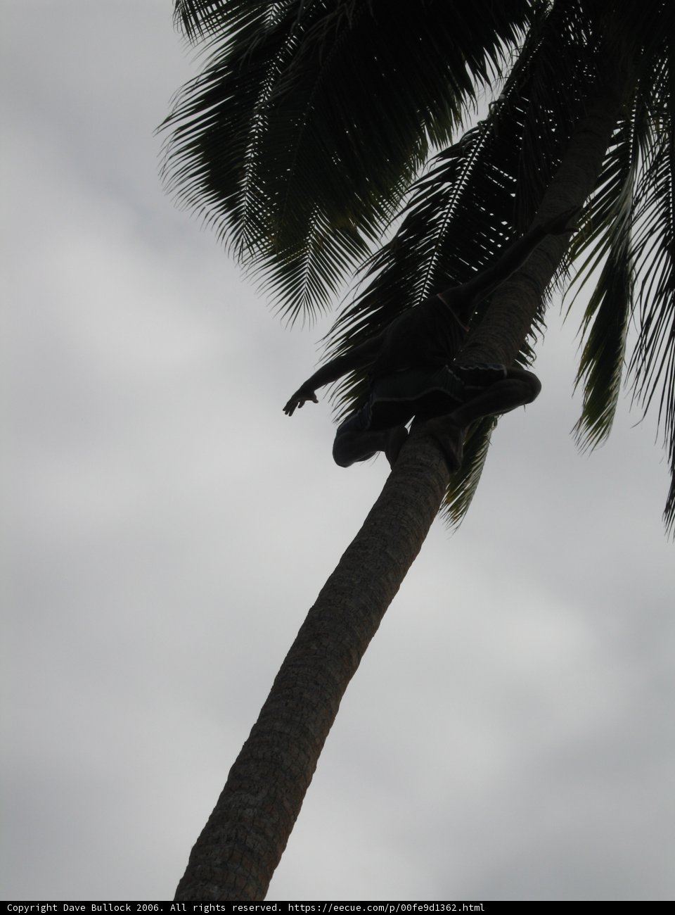 Scaling the Palms