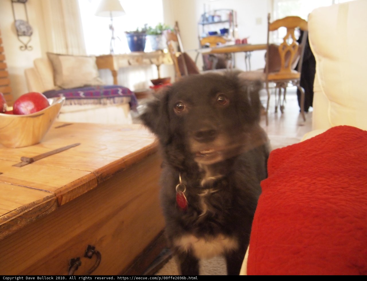 Furry Friend in the Living Room