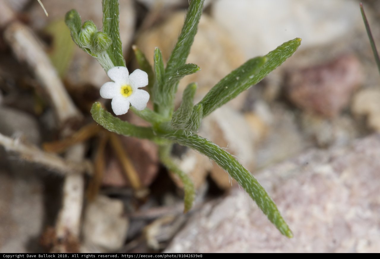 Solitary Beauty