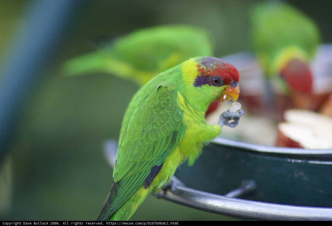 Hungry Parakeet