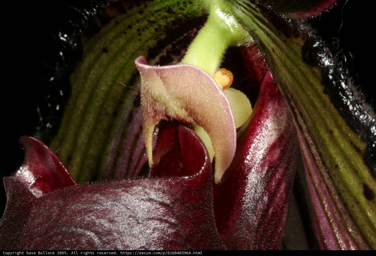 Up close and personal with a beautiful flower