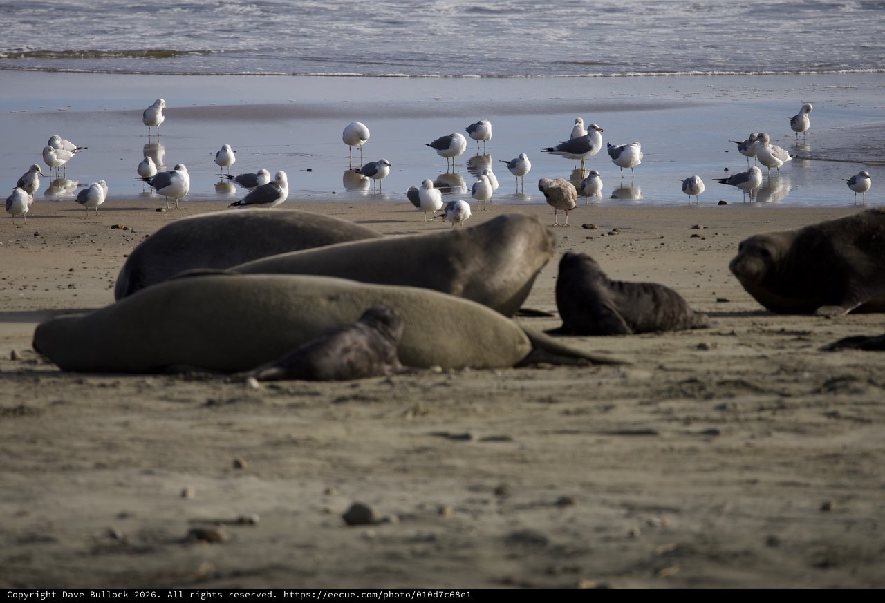 Elephant Seals Resting at Drakes Beach with Seagulls
