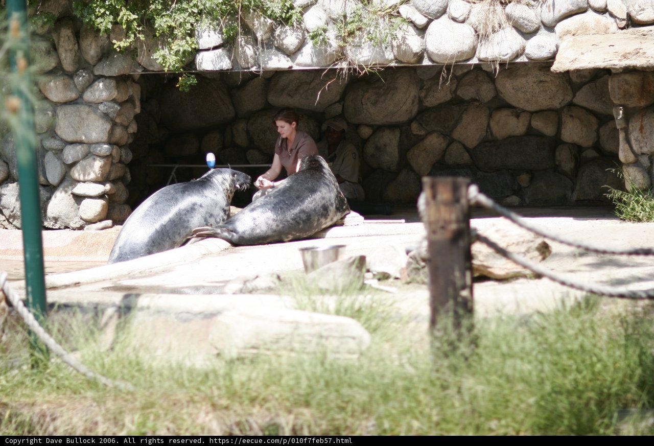 Seals and Serenity