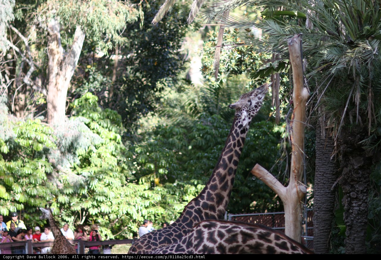 Giraffe snacking in the zoo