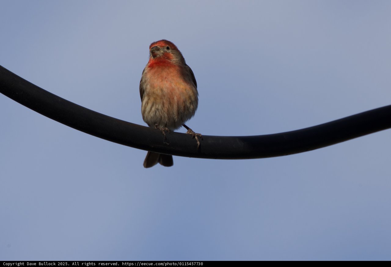 Perched in Perfection