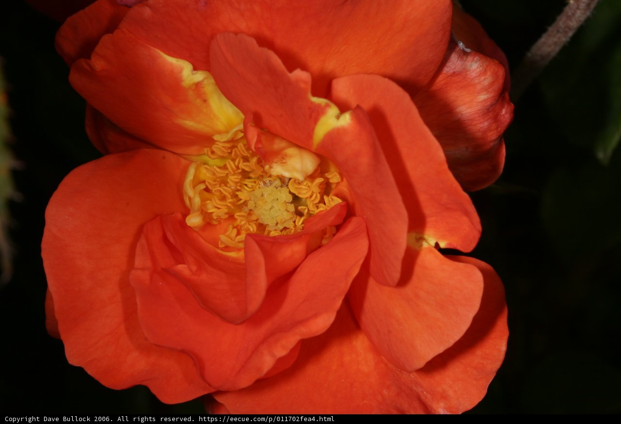 Orange Beauty Blooms