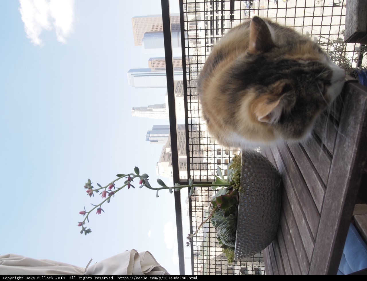 Feline Flower Gazer
