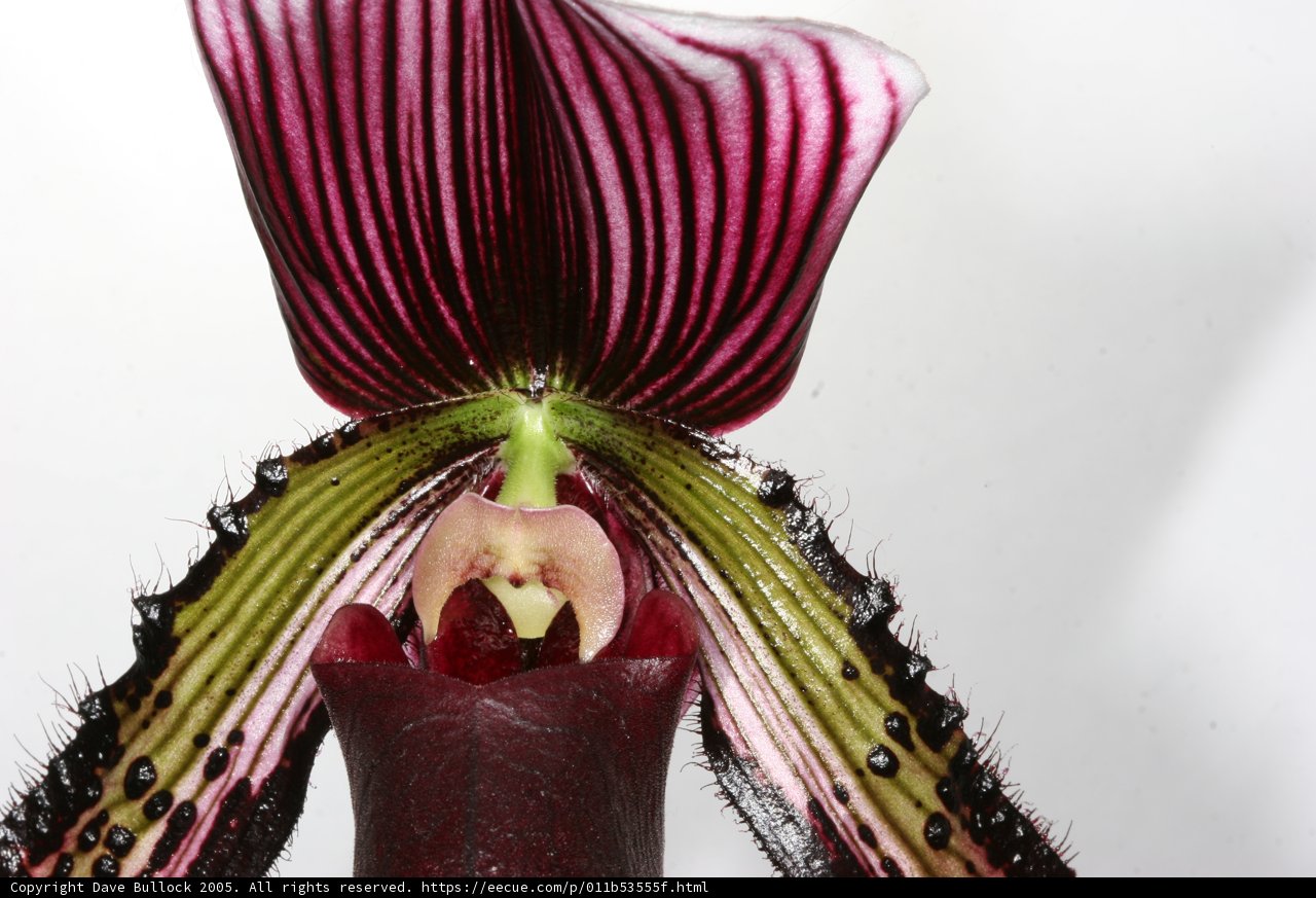 Elegant Orchid