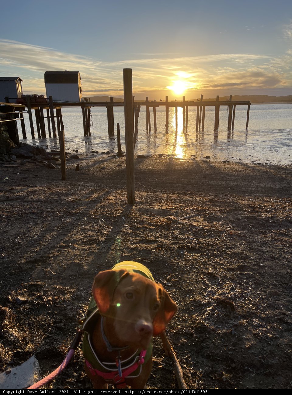 Sunset Stroll with a Canine Companion