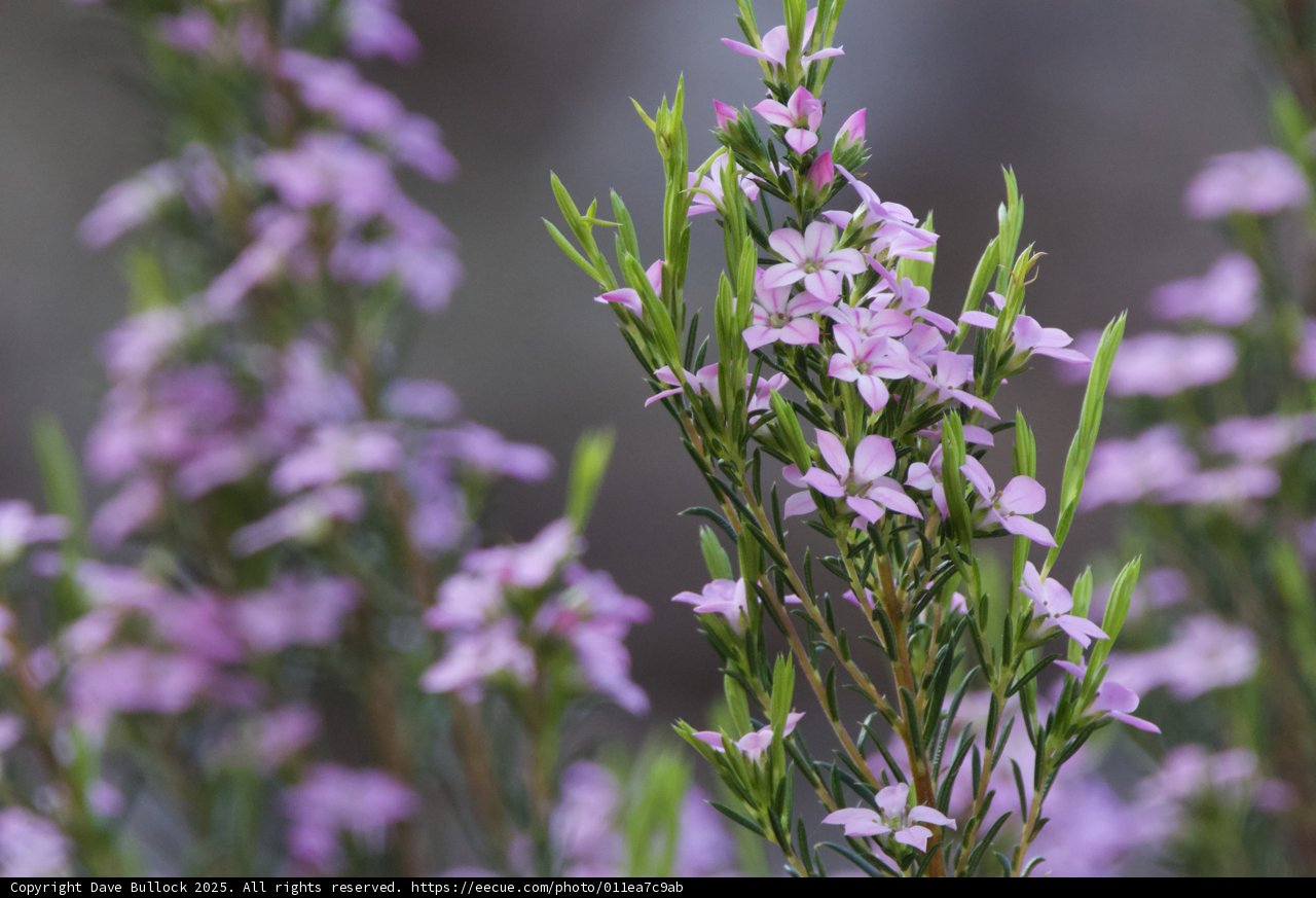 Springtime Symphony