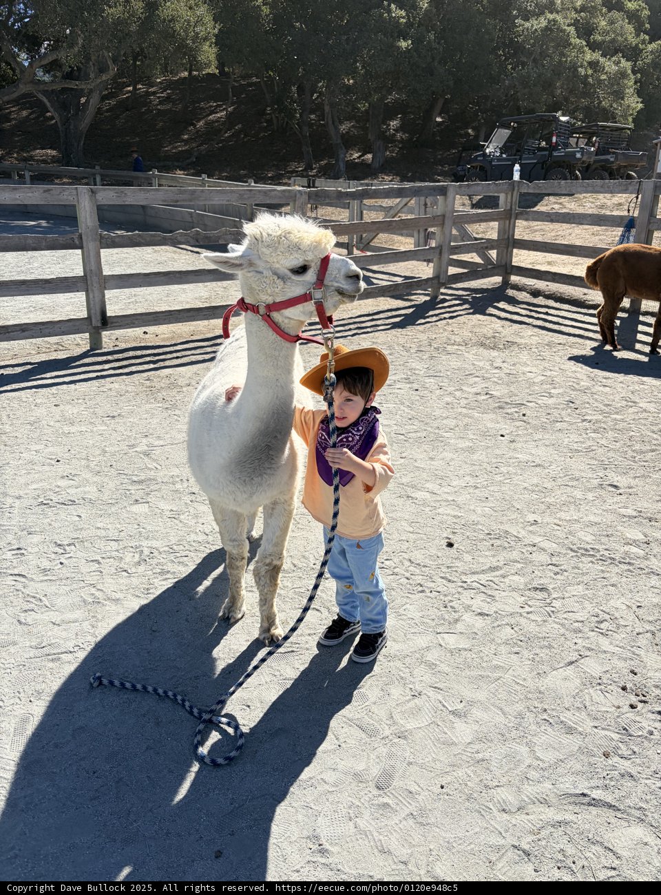 Little Wrangler's Day Out